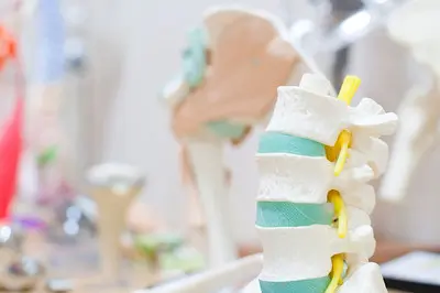 骨格のイメージ写真